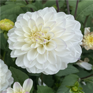 Dahlia Tuber 'Free Thought' Pre-pack